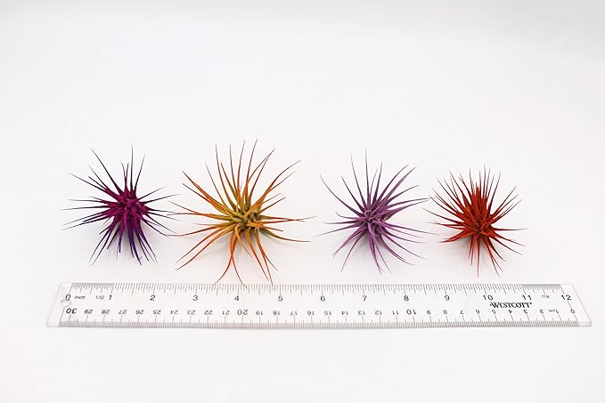 Dyed Tillandsia Ionantha Guatemala Enhanced Colored Colorful Air Plant Live Easy Care Indoor Outdoor Home Decor Gift Airplant by Awesome Industries Live Arrival Guaranteed (Moonbeam)