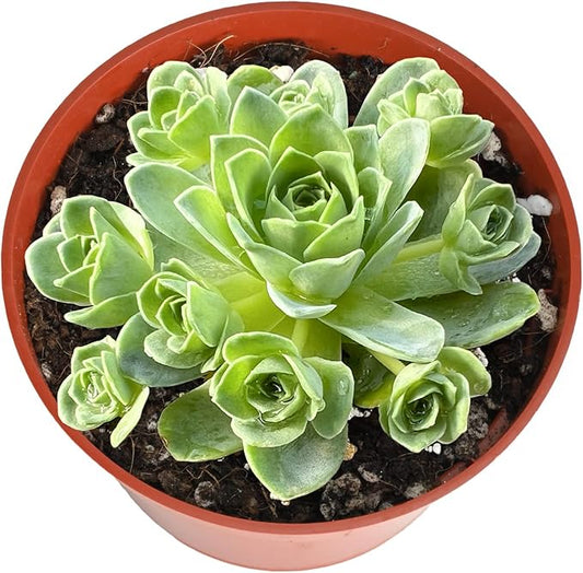 4-inch Succulent Aeonium Dodrantale, Live Succulents Plants Fully Rooted in Pots with Soil, Easy-Care House Plants for DIY, Home Office Decoration