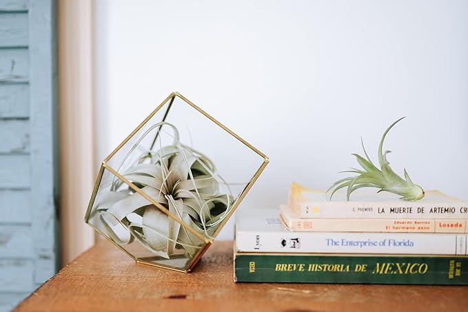 Air Plant Shop 30 Pack Tillandsia Air Plant Grab Bag of Premium Medium & Large Plants- Wholesale and Bulk - Succulents - Live Tillandsia - Easy Care Indoor and Outdoor House Plants
