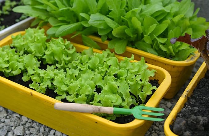 Premium Potting Soil Blend for Lettuce Iceberg - The Ultimate Mix for Healthy, Vibrant, and Crisp Lettuce - 20 Quart