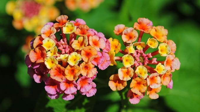 Lantana Confetti | 20 Live Plants | Lantana Camara | Colorful Garden Shrub | Drought Tolerant Perennial Plants