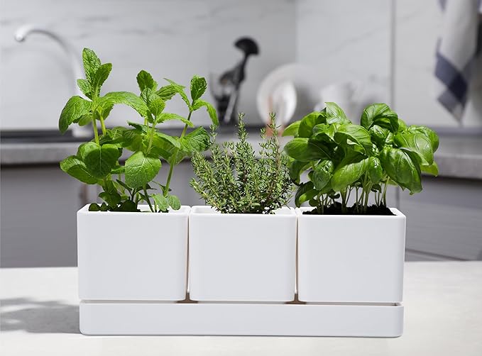 D'vine Dev Herb Garden Planter Set, Plastic Plant Pots with Drainage and Saucer, Indoor Succulent Cactus Vegetable Pot for Windowsill, Garden Balcony, White, Set of 1, 76-V-A-1