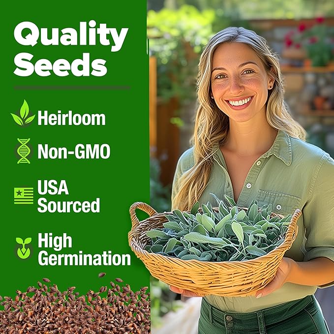 HOME GROWN White Sage Seeds 646 Pack 𝗡𝗢𝗡-𝗚𝗠𝗢, 𝗨𝗦𝗔-𝗦𝗢𝗨𝗥𝗖𝗘𝗗 Heirloom Seeds - Grow Aromatic Sage Plants for Your Herb Seeds Garden with Sage for Planting Outdoor or Indoor (Salvia apiana)