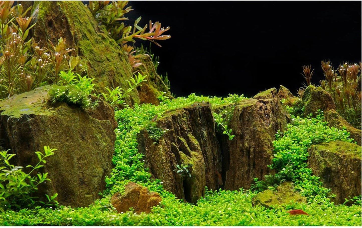 Aquarium Background Exquisite Underwater Grass with Moss Aquarium Backdrop Mysterious Stone Aquarium Background Durable Vivid and Fresh Leaves Background Tank Backdrop Decor Vinyl 36x20in