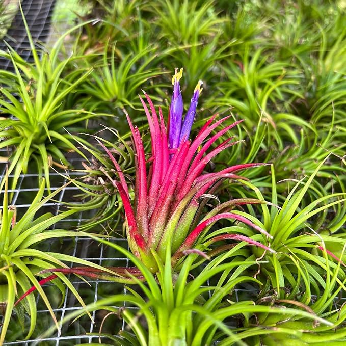 Air Plants Bulk - Tillandsia Ionantha Wholesale Pack, Regular 1-3" - 50ct - Live Arrival Guaranteed - House Plants for Home Decor & Gift