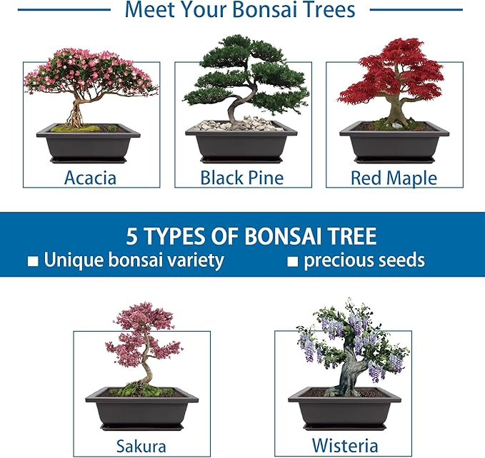 Bonsai Starter Kit, 5 Seeds Growing into Acacia, Wisteria, Sakura, Red Maple and Black Pine, Including Complete Gardening Tools with A Gift Box, Christmas Gifts for Men Women Beginners