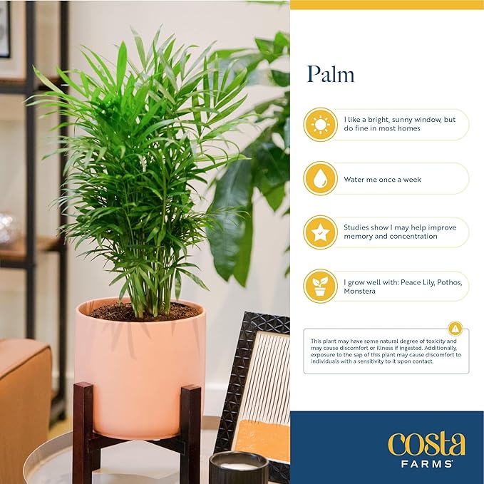 Costa Farms Cat Palm, Live Indoor Houseplant in Garden Plant Pot, Floor House Plant Potted in Potting Soil, Housewarming Gift for New Home, Living Room, Office, Patio Palm Tree Decor, 3-4 Feet Tall