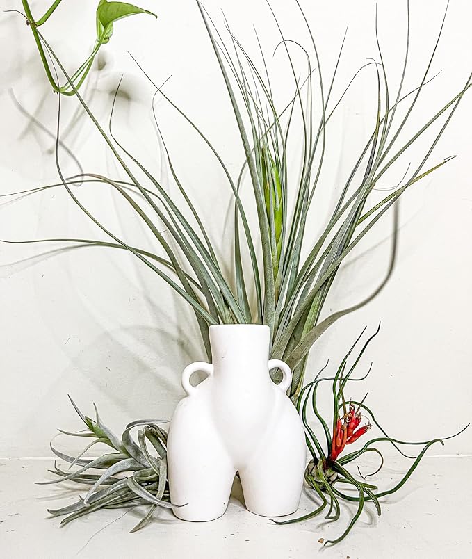 Air Plants - Elsker Gift Box - Large 4" - 5ct - Live Arrival Guaranteed - House Plants for Home Decor & Gift
