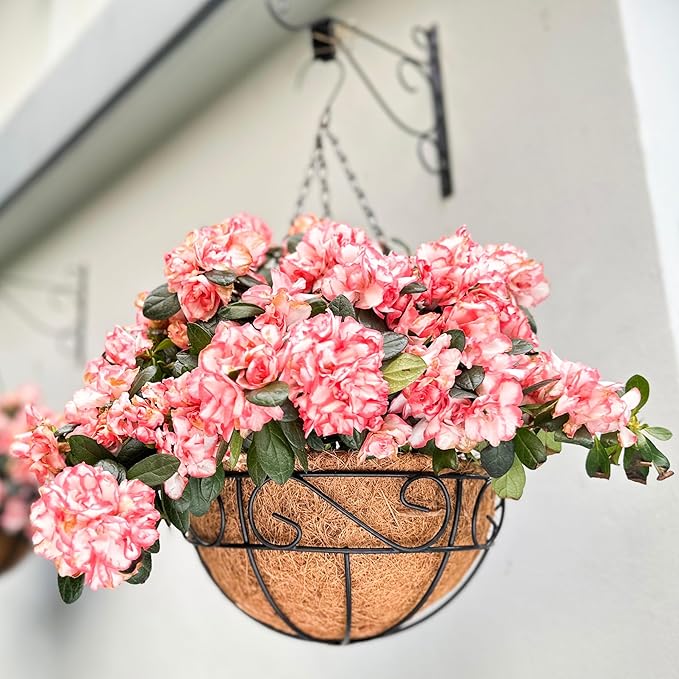 LaLaGreen Hanging Planter for Outdoor Plants (2 Pack, 10 Inch) Hanging Baskets with Coco Liner, Metal Wire Flower Basket Pots with Hook Hanger Balcony Porch Farmhouse Country Style Garden Decor