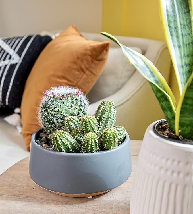 Altman Plants, Assorted Cactus Plants Live Plants (3PK), Cactus Plant Live Succulents Plants Live Cactus Decor, Indoor Plants Live House Plants in Cactus Soil, Live Cacti Plants Live Succulent Plants