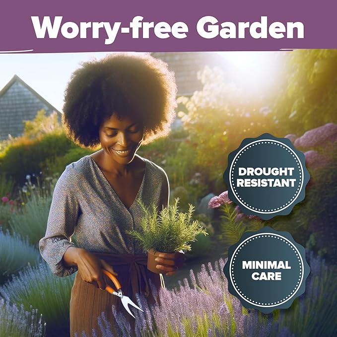 HOME GROWN 𝗨𝗦𝗔 𝗣𝗥𝗘𝗠𝗜𝗨𝗠 English Lavender Seeds 2 Pack 3000 𝗡𝗢𝗡-𝗚𝗠𝗢 Wildflower Seed, for Planting Indoor Outdoor High Germination Flower Seeds (Lavandula antustifolia)