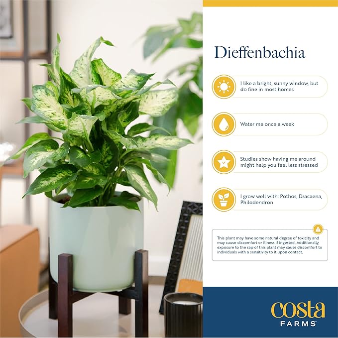 Costa Farms Dieffenbachia Live Indoor Plant, Easy to Grow Houseplant, Potted in Indoors Garden Nursery Plant Pot, Potting Soil Mix, Grower's Choice, Home and Office Plants Decor, 1 Foot Tall