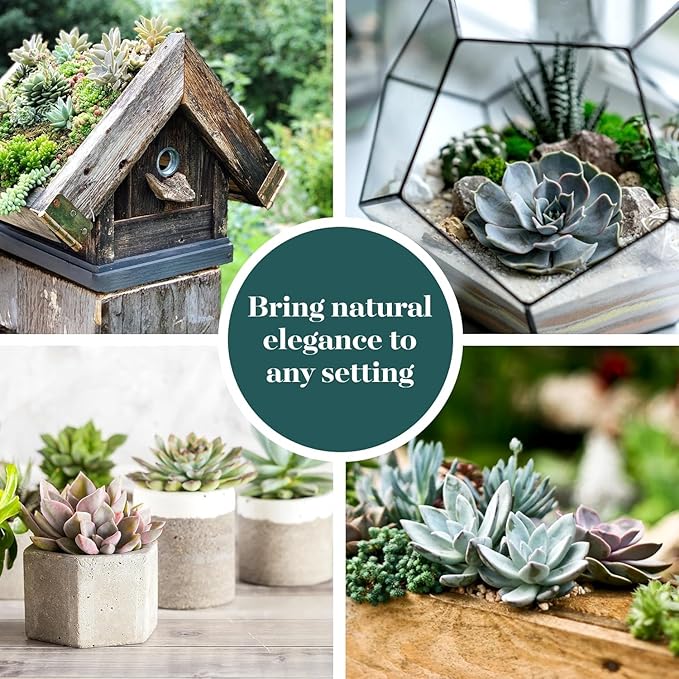 Shop Succulents Rosette Succulent Plant Pack Collection - Live Mini Succulent Plants, Low Maintenance, Floral Shaped Mix of Colors & Textures - Wedding and Party Favors, Gift & Garden, Pack of 32
