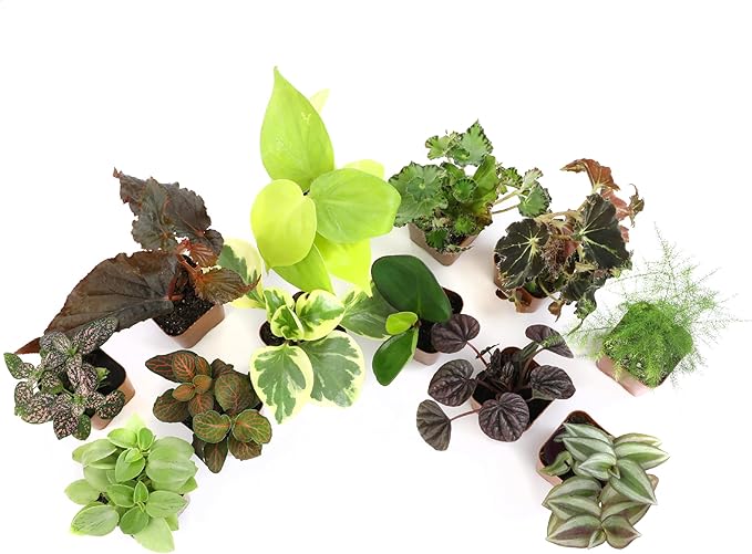 Altman Plants Live Houseplants (12PK), Indoor Plants for Delivery Prime, Live Plants and Gardening Gifts for Plant Lovers, Planters for Indoor Plants with Potting Soil, Live House Plants Indoors Live