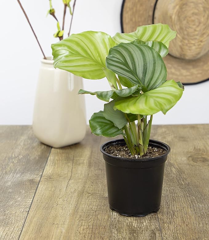 Calathea Prayer Plants Live House Plants Kit (4 PK), Calathea Plant Live Indoor Plants Live Houseplants, Live House Plants Indoors Live Plants Indoor, Live Indoor House Plants Live by Plants for Pets