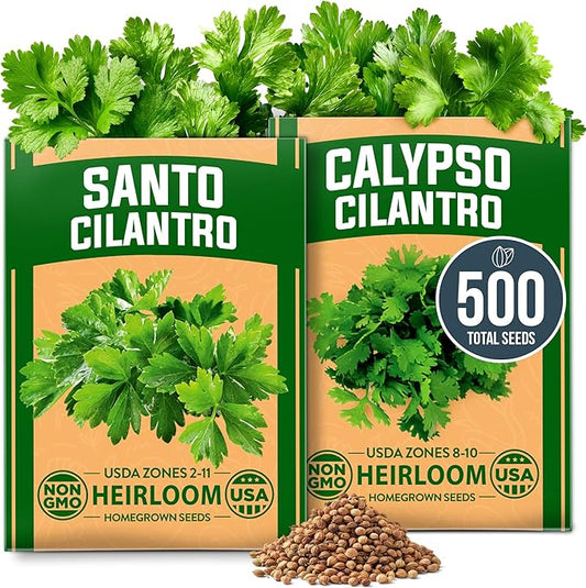 HOME GROWN Cilantro Seeds 250 Calypso & 250 Santo Cilantro for Planting Indoors, Hydroponics or Aerogarden - Heirloom, Non-GMO, Santo Plant, for Your Indoor Herb Garden