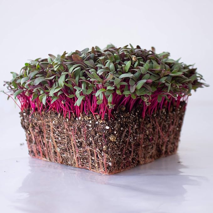Beet Seeds - Red Round - 4 Oz ~6,000 Seeds - Beta vulgaris - Microgreens Seed - Non-GMO, Heirloom, Open Pollinated, Annual