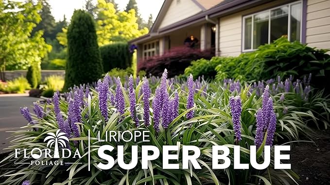 Liriope Super Blue | 30 Live Plants | Liriope muscari 'Super Blue' | Ornamental Ground Cover Plants | Shade-Tolerant Landscaping Perennial