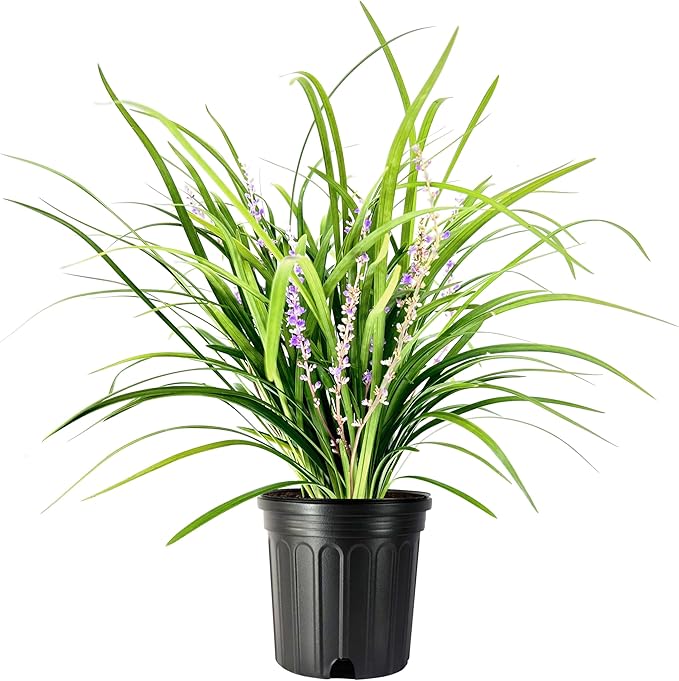 Liriope Super Blue | 1 Large Gallon Size Plant | Liriope muscari 'Super Blue' | Ornamental Ground Cover Plants | Shade-Tolerant Landscaping Perennial