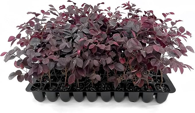 Loropetalum Carolina Midnight | 30 Live Plants | Loropetalum Chinense | Purple Foliage Shrub | Ornamental Landscape Bush | Fast Growing Plants