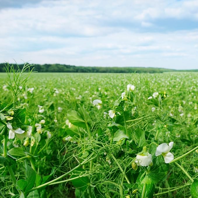 Outsidepride Dundale Spring Field Peas Seeds - 50 lbs. Annual, High-Protein Legume & Cover Crop Seeds for Forage, Food Plot, Gardens & Pastures - Ideal for Improving Soil Health, & Erosion Control