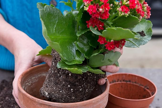Kalanchoe Plant Premium Potting Mix - 10 Quart - Optimize Growth with Natural Ingredients (2 Bags of 5 Quart)