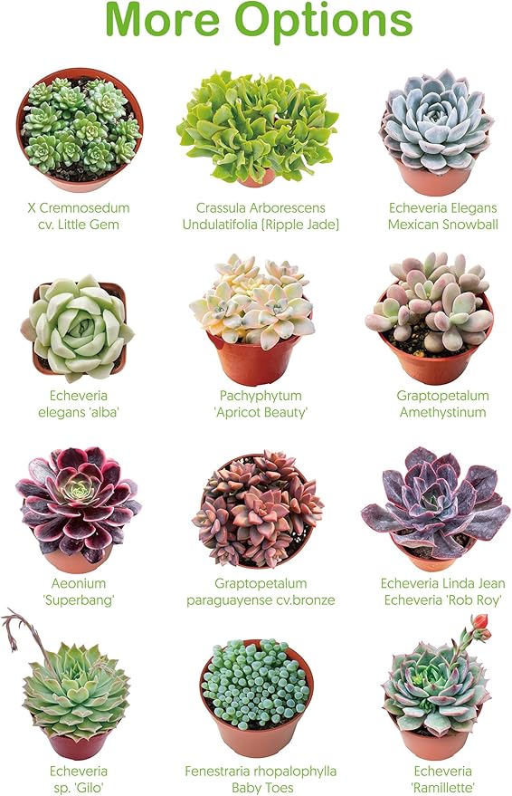 Live Succulent Echeveria 'Mottled Deer', Approx 2-inch Large, Potted Succulents, Fully Rooted, Easy Care House Plants