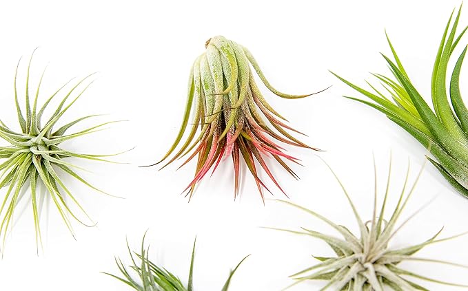 24 Pack Air Plants Assorted Tillandsia Ionantha - Live Succulent House Plants - Available in Wholesale and Bulk - Home and Garden Decor - Easy Care Indoor and Outdoor Plants
