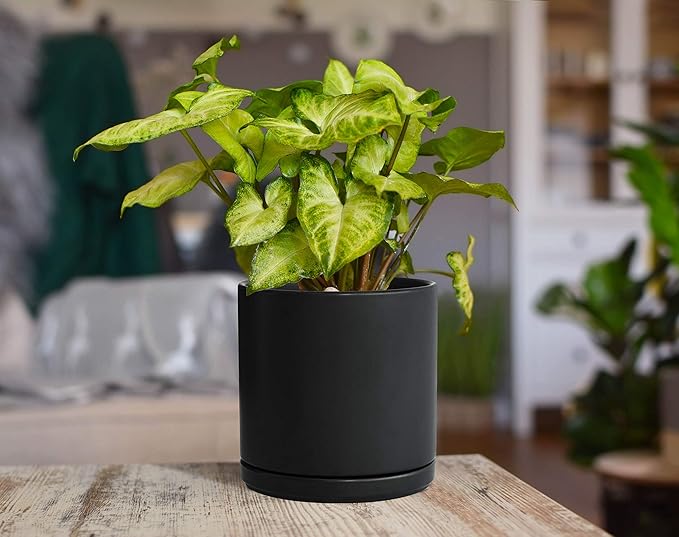 D'vine Dev Set of 2 Plants Pots, 6 Inch Ceramic Planter Pot for Plants with Drainage Hole and Saucer, Black, 94-V-C-2