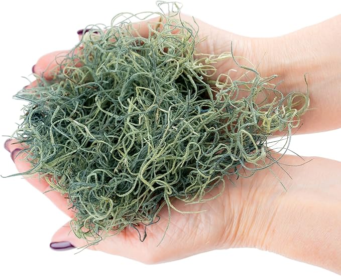 Premium Spanish Moss in Basil| Natural Preserved - Great Ground Cover - Filler for Potted Plants - by GARDENERA - 2 Quart Bag