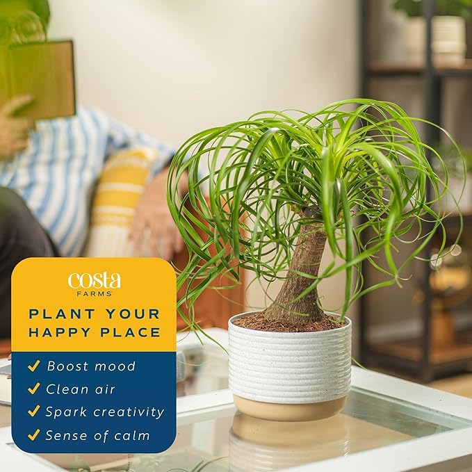 Costa Farms Ponytail Palm Bonsai, Easy to Grow Live Indoor Plant in Indoors Garden Planter Pot, Air Purifying Houseplant, Housewarming, Birthday Gift, Office, Home, and Room Décor, 1 Foot Tall