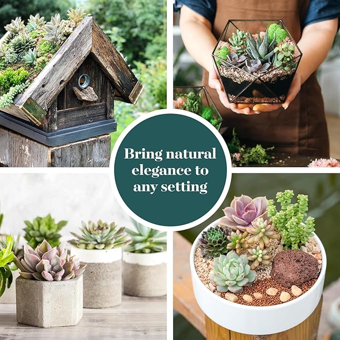 Shop Succulents Unique Succulent Plant Pack Collection - Live Mini Succulent Plants, Low Maintenance, Exceptional Colors & Textures - Wedding and Party Favors, Gift & Garden, Pack of 6