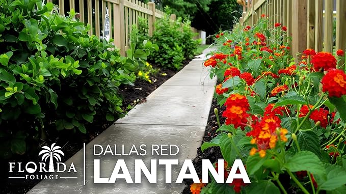 Lantana Dallas Red | 3 Large Gallon Size Plants | Lantana Camara | Flowering Perennial | Garden Colorful Bloom | Hardy Outdoor Decor | Vibrant Red Flowers