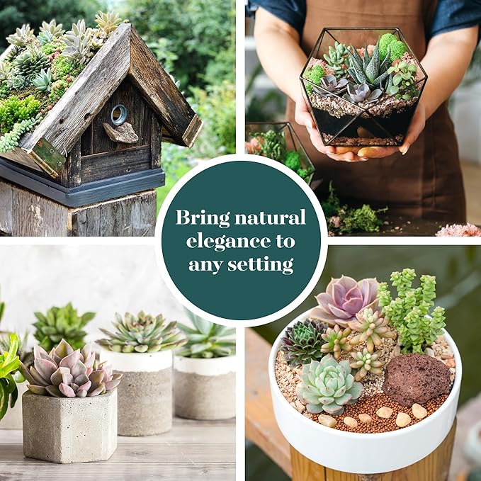 Shop Succulents Assorted Succulent Plant Pack Bulk Collection - Live Mini Succulent Plants, Low Maintenance, Mixture of Colors & Textures - Wedding and Party Favors, Gift & Garden, Pack of 20