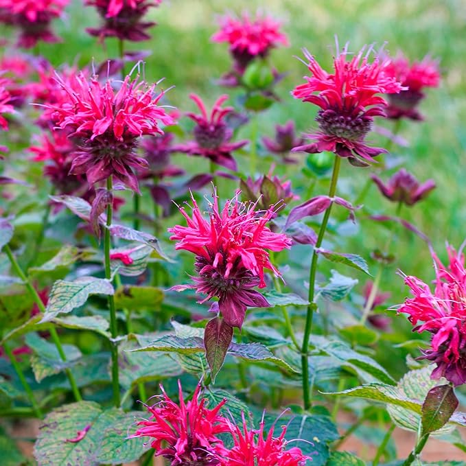 Park Seed Grow Your Own Vibrant Wildflower Garden Mixture, Perfect for Bees, Butterflies, and Hummingbirds, Panaroma Mix, Pack of 100