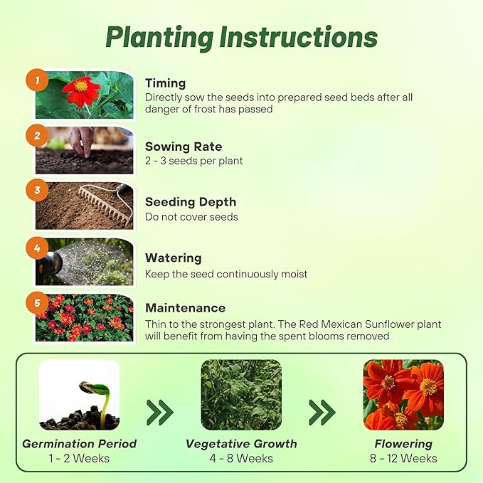 Outsidepride Red Torch Mexican Sunflower Seeds - 1000 Seeds Annual Tithonia, Fast-Growing, Heat & Drought-Tolerant Flower Seeds for Pollinator Gardens, Landscapes, & Flower Arrangements (AAS Winner)