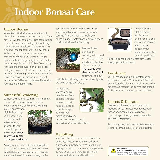 Brussel's Bonsai Live Ginseng Grafted Ficus Indoor Bonsai Tree Gift Set - Small, 4 Years, 6 to 8 in - Ceramic Bonsai Pot, Fertilizer, and Humidity Tray