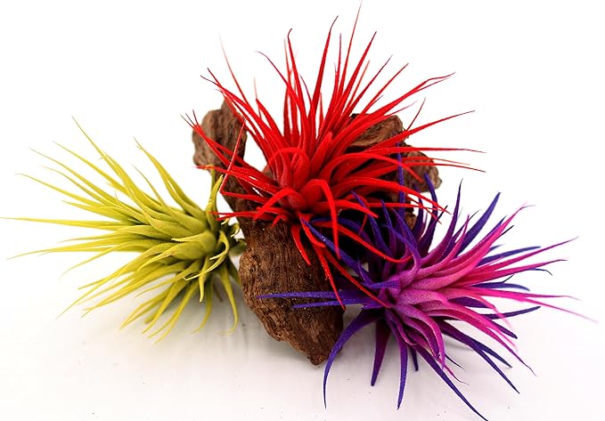 Live Extra Large Tillandsia Ionantha Guatemala Colorful Air Plant 3+ inch Enhanced Color Easy Care Indoor Outdoor Home Decor Gift Airplant by Awesome Industries (Yellow XL)