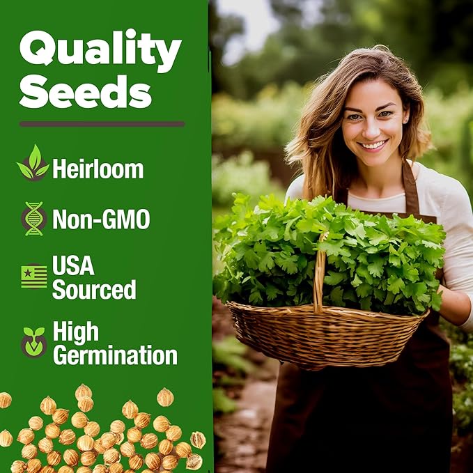 HOME GROWN 𝗨𝗦𝗔 𝗣𝗥𝗘𝗠𝗜𝗨𝗠 500+ Cilantro Seeds for Planting Indoors or Outdoors - Heirloom 𝗡𝗢𝗡-𝗚𝗠𝗢 Coriander Seeds, Grow Your Own Cilantro Plant - Culinary Herb Seeds for Your Herb Garden
