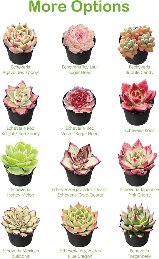Live Succulent Plants Aeonium 'Dark Sea', Easy Care Potted Succulents, Approx 4" D x 8" H, Indoor Houseplant, Unique Gifts, Home Office Décor