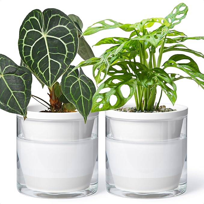 D'vine Dev 6 Inch Design Self Watering Planter for Indoor Plants, White Terracotta Pots with Cylinder Glass Cup, Set of 2, 37-Y-B-2