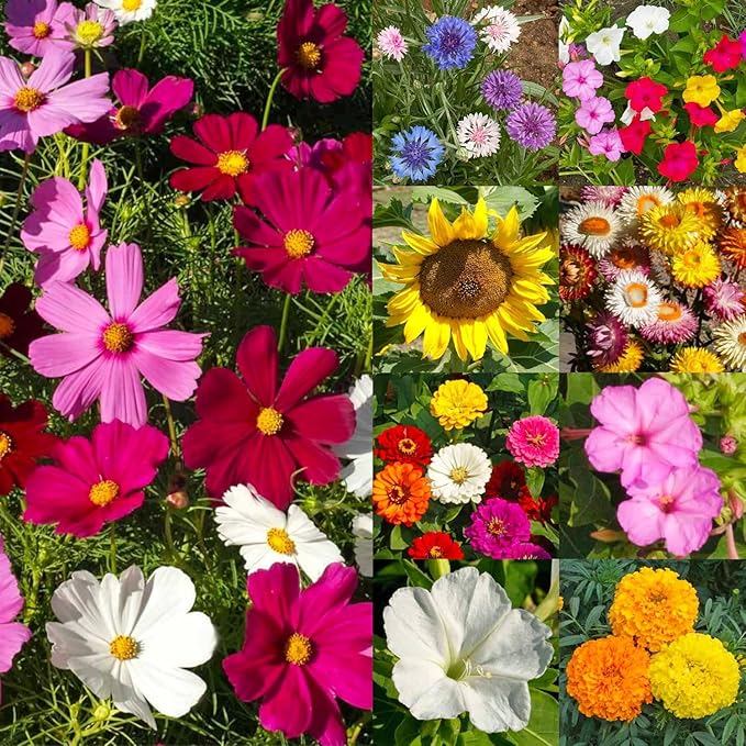 Seed Needs Garden Flower Seeds Large Blooms Mix Hummingbird and Butterfly | 2 Packs (1 Ounce Each) No Filler 7 Varieties Open Pollinated | Resealable Package Live Wild Flower Seed | Bulk