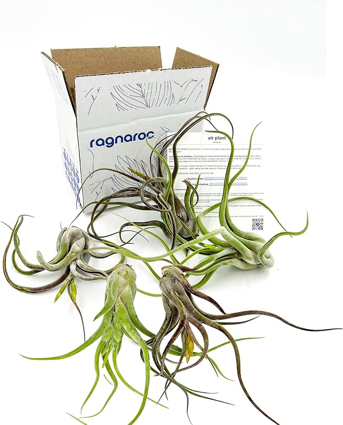 Air Plants - Flowering Tillandsia Caput Medusae, Large 5-7" - 5ct - Live Arrival Guaranteed - House Plants for Home Decor & Gift