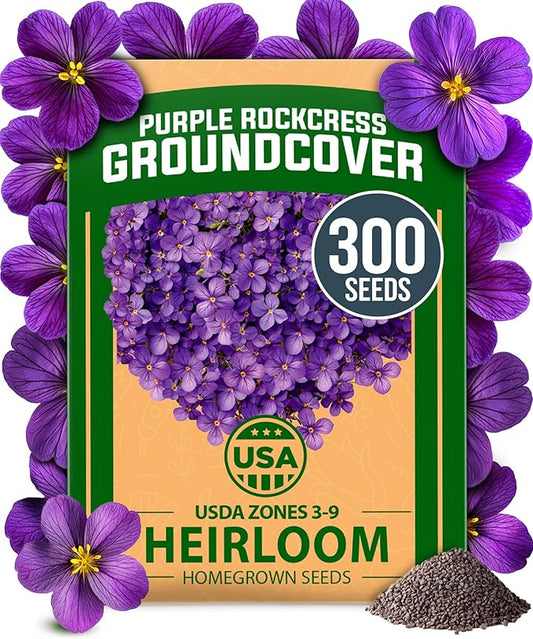 HOME GROWN 𝗨𝗦𝗔 𝗣𝗥𝗘𝗠𝗜𝗨𝗠 Aubrieta Rock Cress Purple, Flowering Ground Cover Seed Pack, Perennial Cress Seeds for Planting Outdoor Lawn Gardens 300 𝗡𝗢𝗡-𝗚𝗠𝗢 Aubrieta deltoidea Flower Seeds