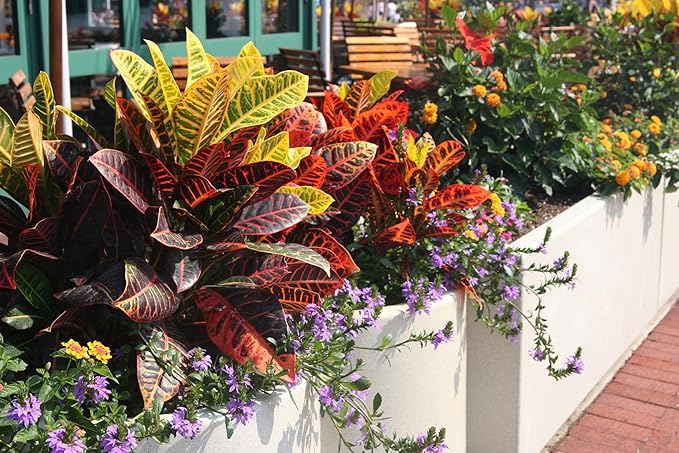 Premium Assorted Foliage Potting Mix - Expertly Crafted Blend for Optimal Growth and Vibrant Display - 1 Quart