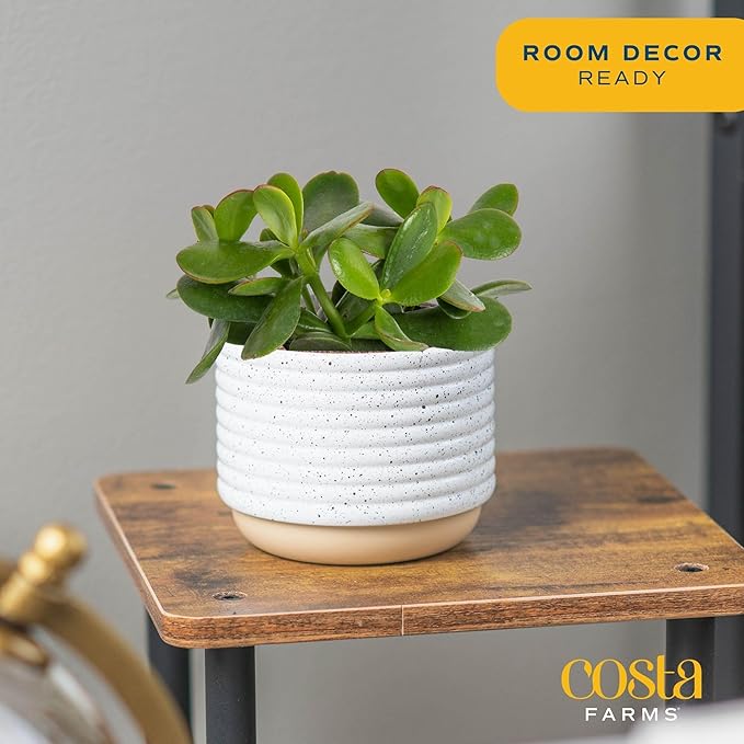 Costa Farms Succulent Live Plant, Jade Plant, Potted in Modern Decor Planter with Potting Soil Mix, Beautiful Room or Office Decor, Housewarming, Birthday Gift, 6-Inches Tall
