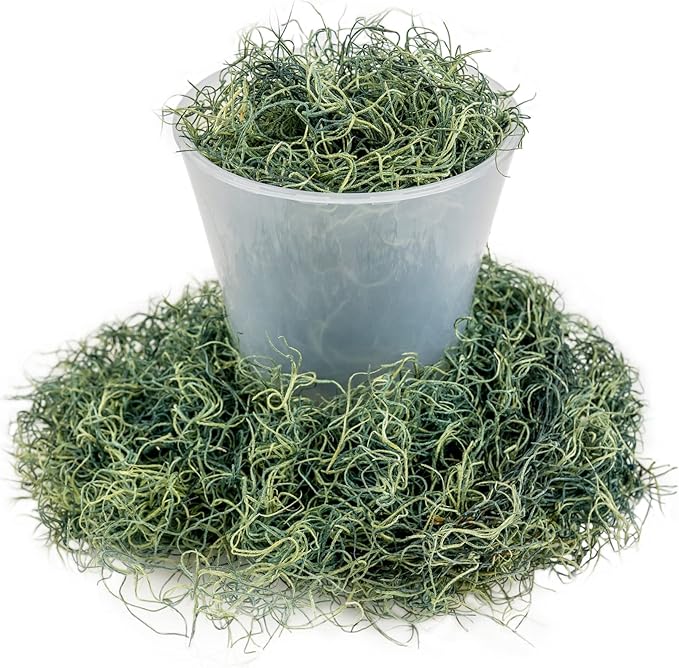 Premium Spanish Moss in Basil| Natural Preserved - Great Ground Cover - Filler for Potted Plants - by GARDENERA - 2 Quart Bag