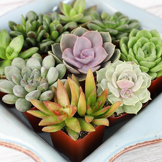 Altman Plants, Live Succulents Plants Live Houseplants (6PK), Succulents Live Plants Live House Plants Indoors Live, Live Cactus Plants Live Cacti Succulent Plants Live Indoor Plants Live Houseplants