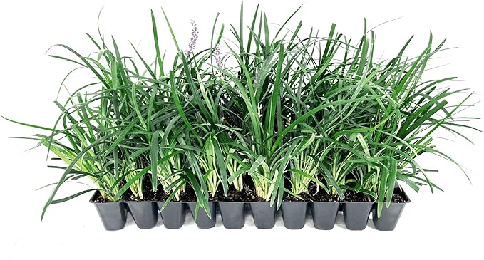 Liriope Super Blue | 40 Live Plants | Liriope muscari 'Super Blue' | Ornamental Ground Cover Plants | Shade-Tolerant Landscaping Perennial