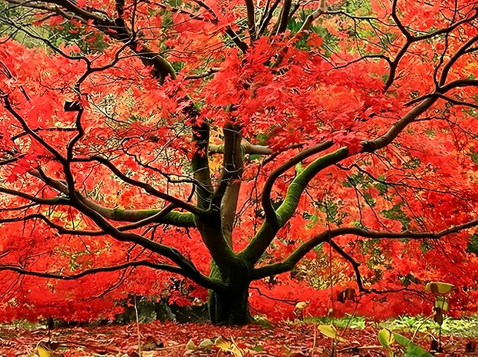 Red Japanese Maple - Live Plant 2-3 feet Tall - Deep Red Leaves